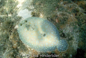 Peacock Flounder gliding around the shallows. by Lisa Hinderlider 
